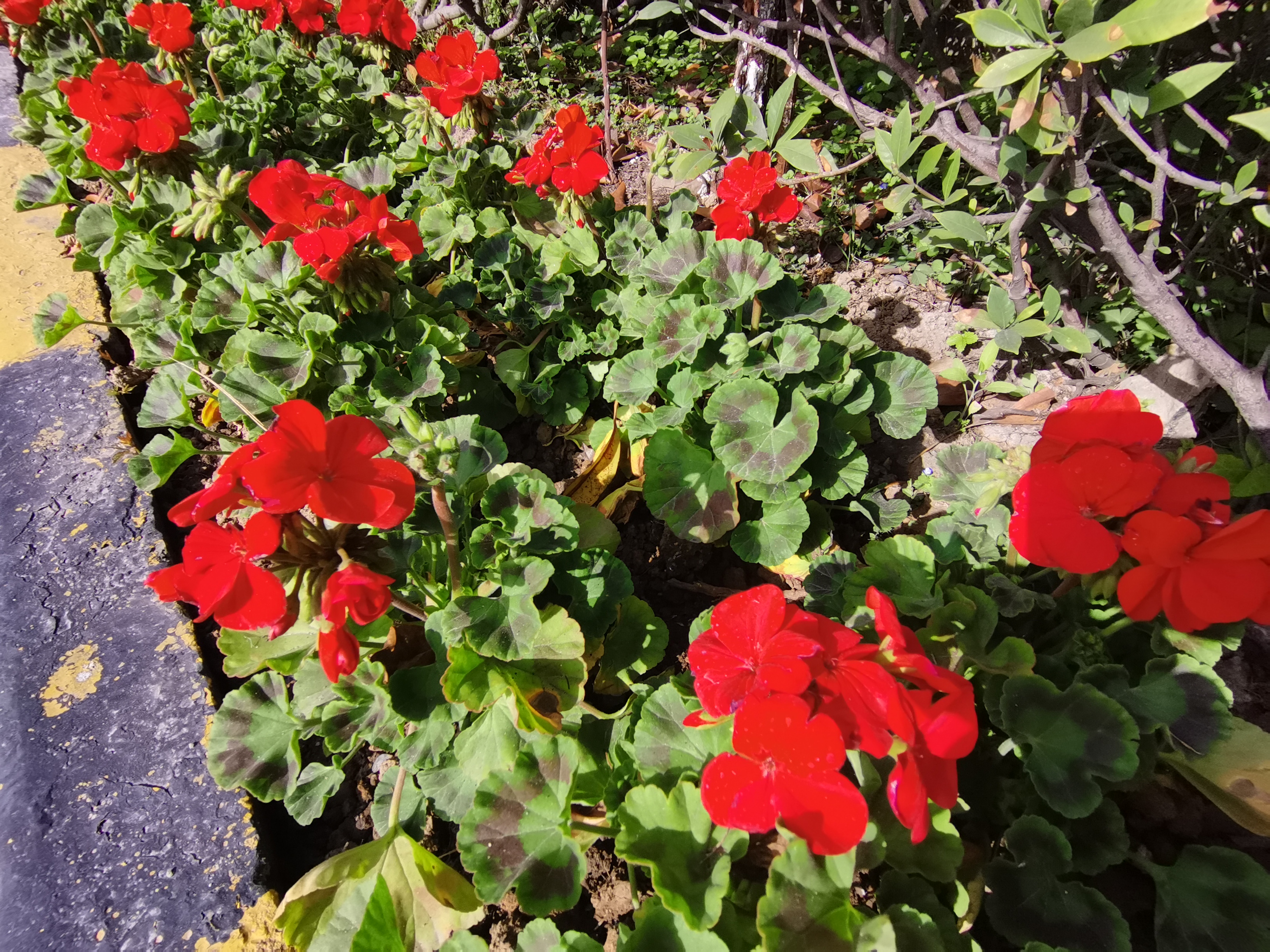 最美不过汉钢春 最美不过汉钢春