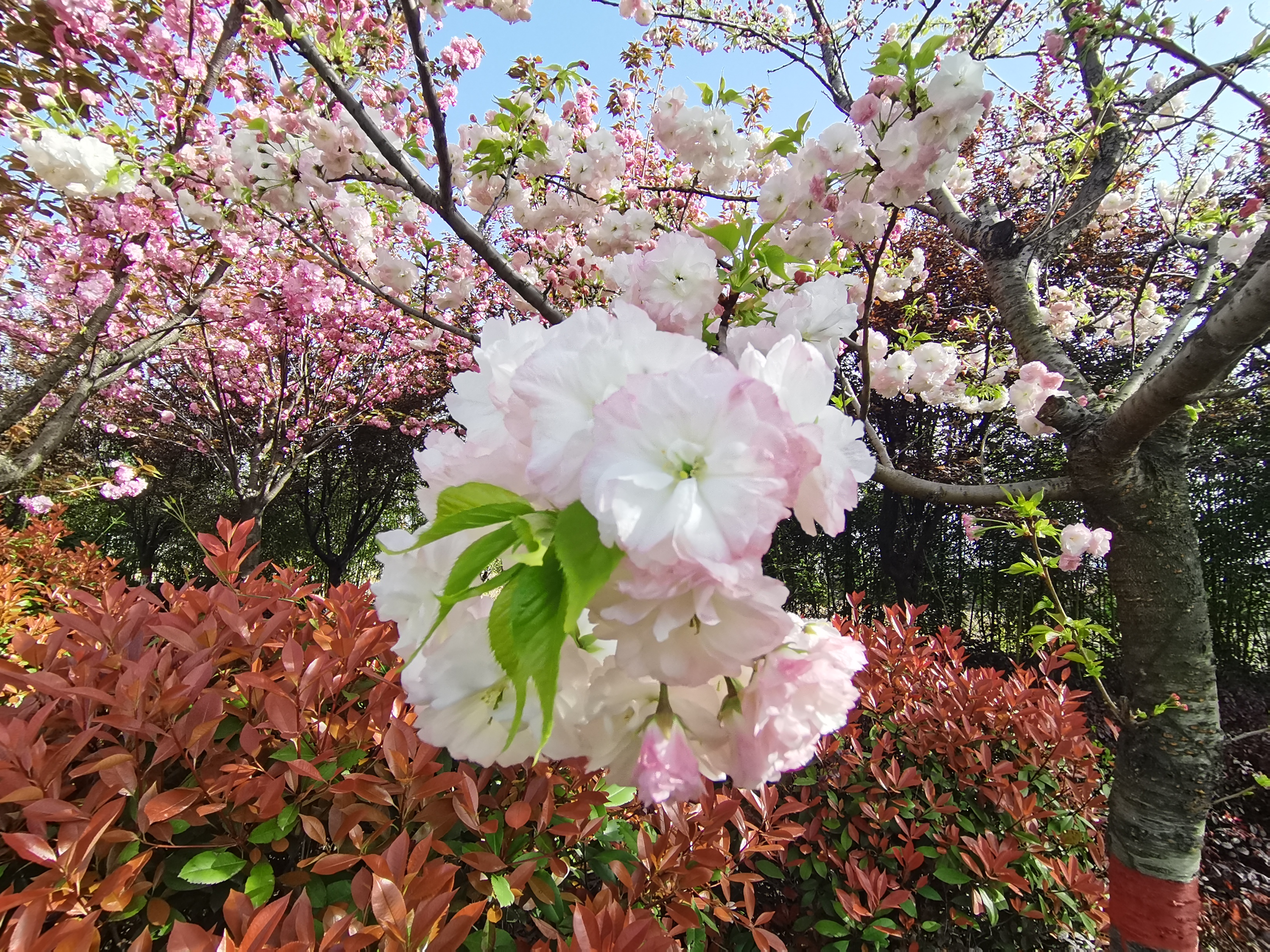 最美不过汉钢春 最美不过汉钢春