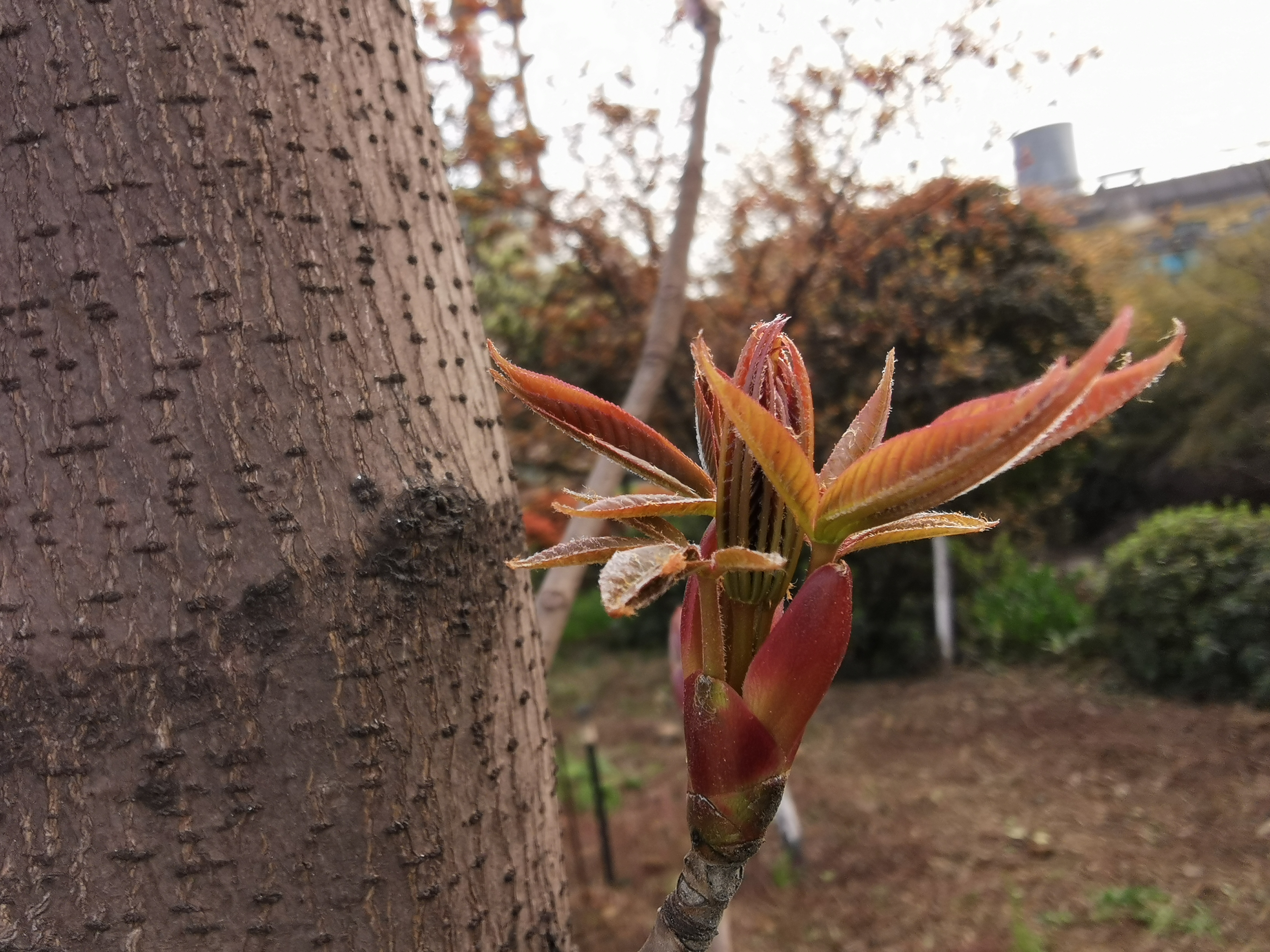 邀您“打卡”炼钢之春