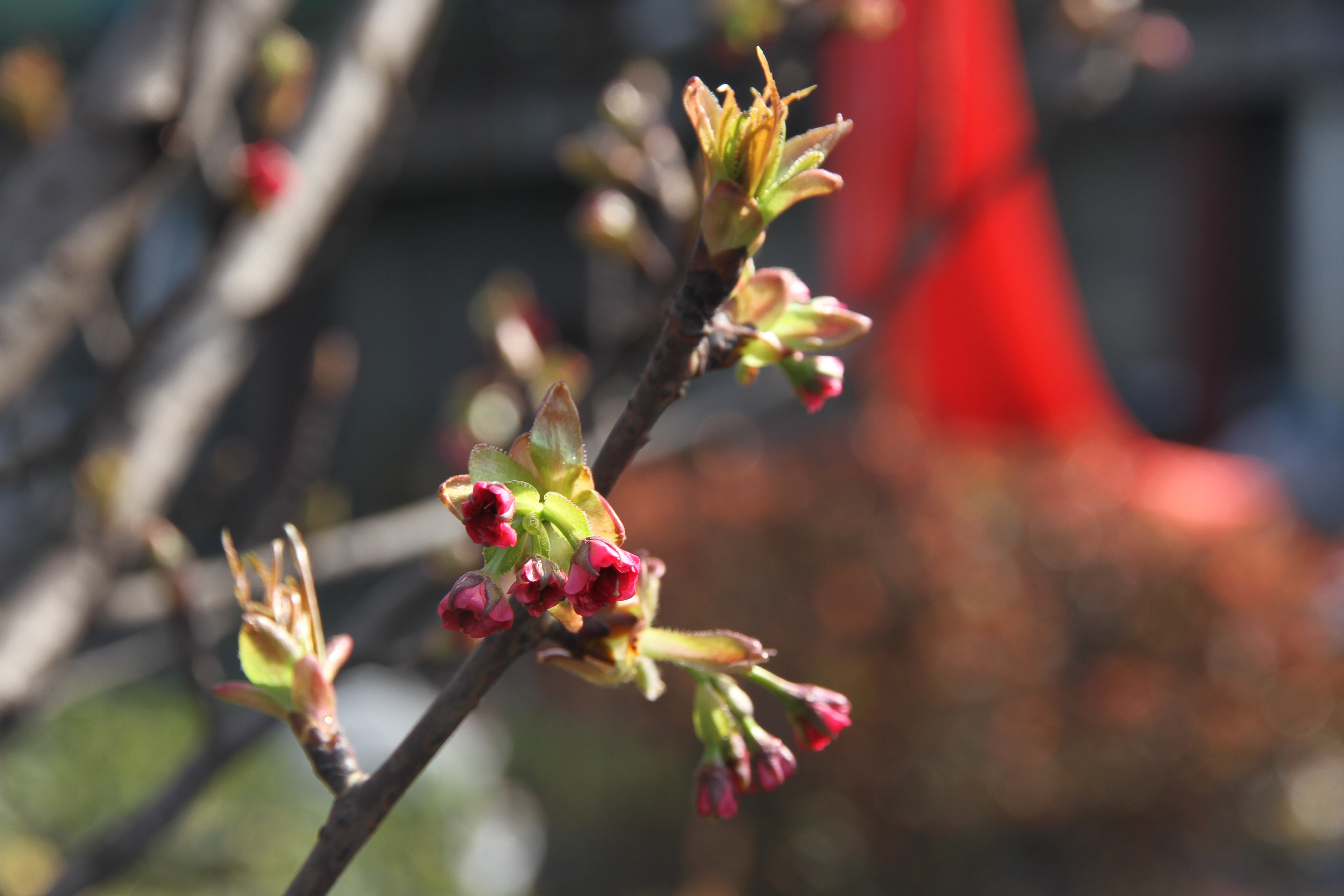 邀您“打卡”炼钢之春