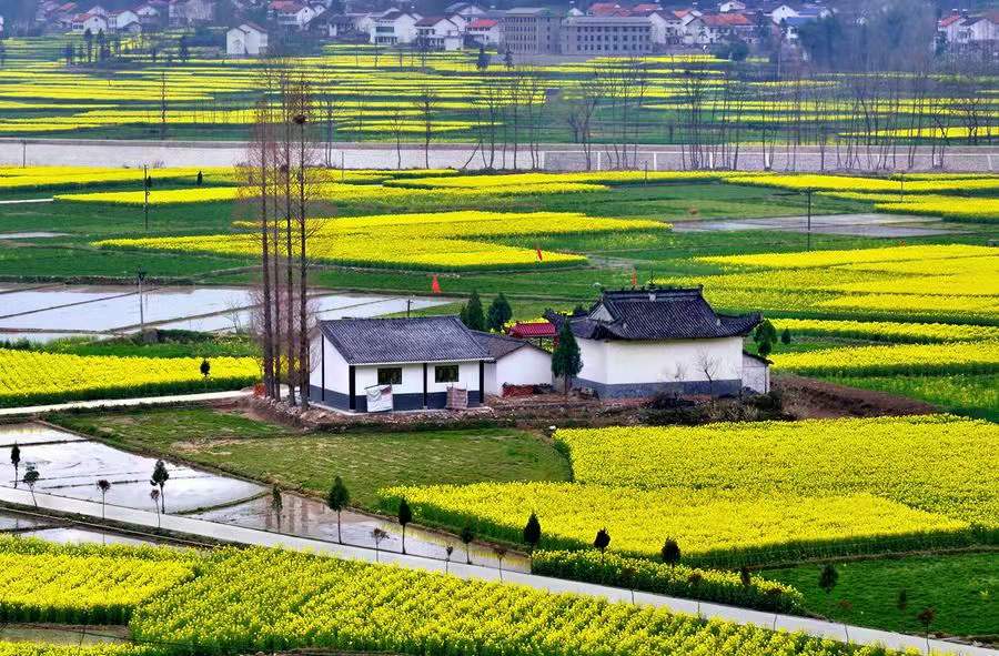 新绿汉中 新绿汉中