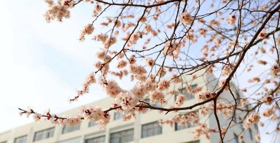 春意赋丽,生命常新 春意赋丽,生命常新