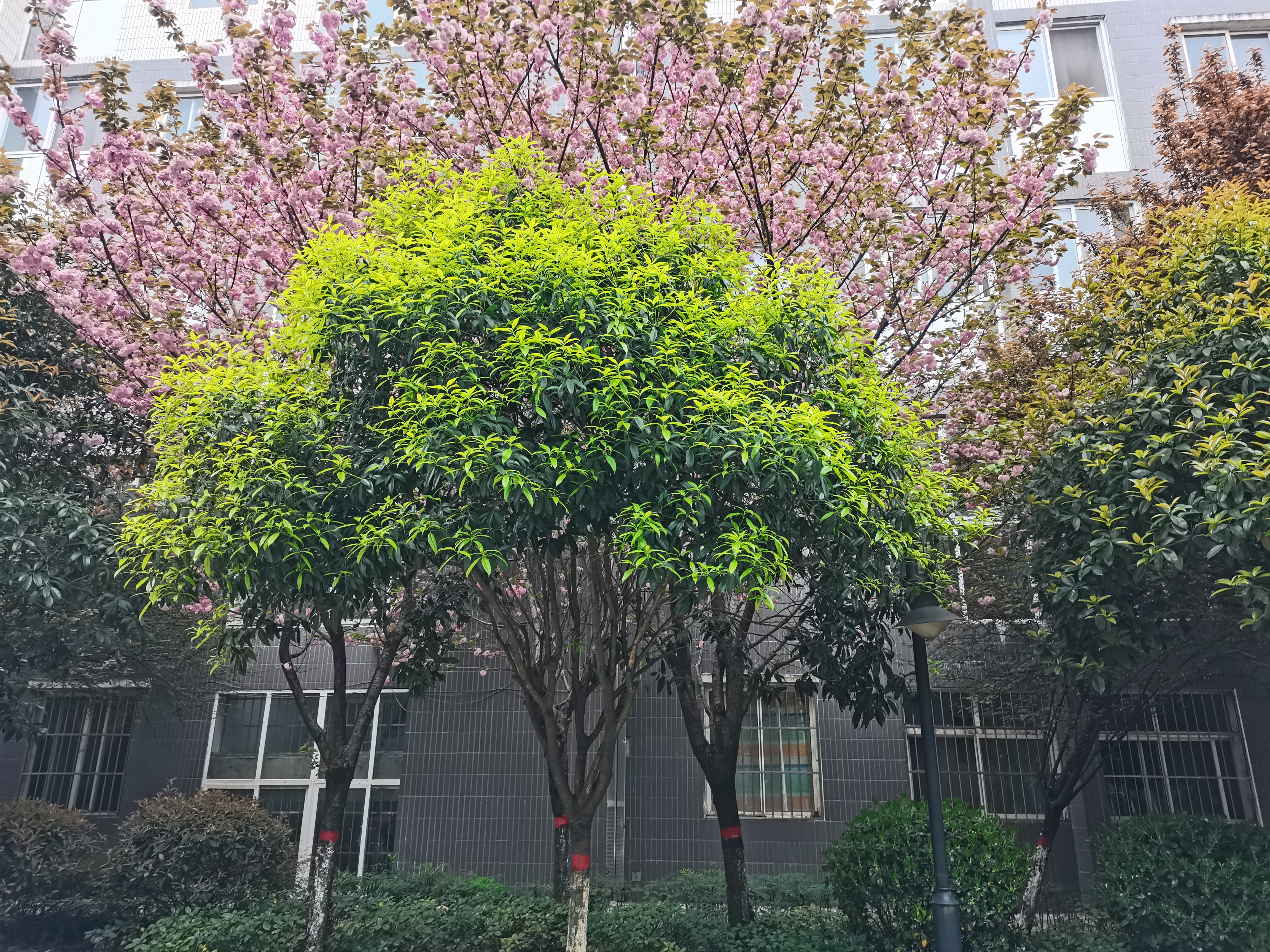 新绿从不输花红 新绿从不输花红