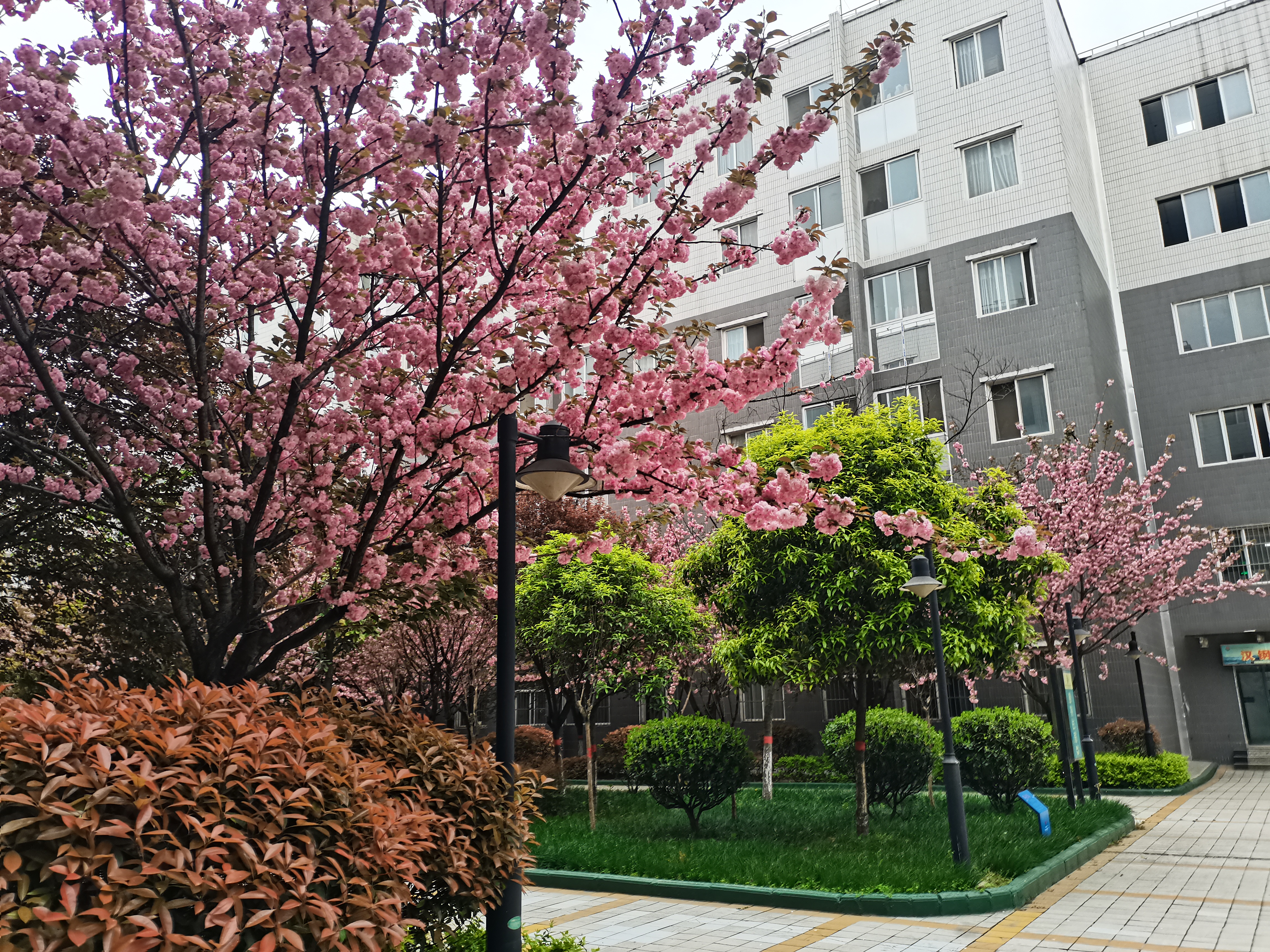 新绿从不输花红 新绿从不输花红