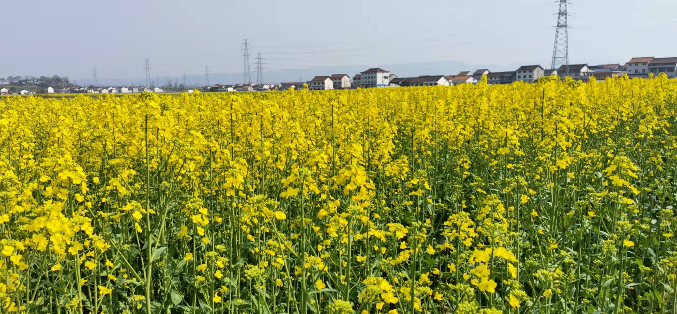 漫步芬芳  油花海洋