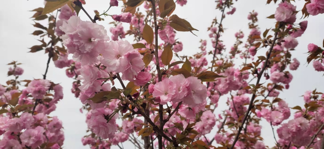 春日午后,阳光正好 春日午后,阳光正好