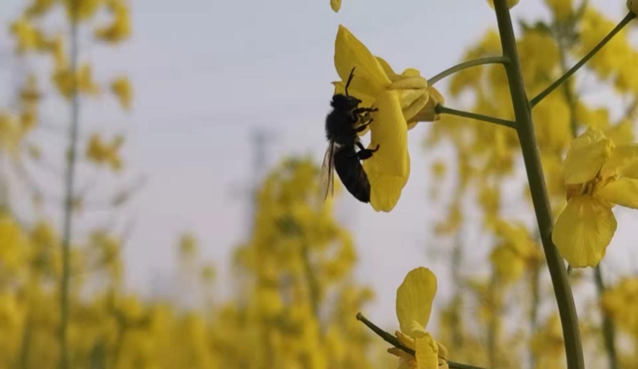 春日午后,阳光正好 春日午后,阳光正好