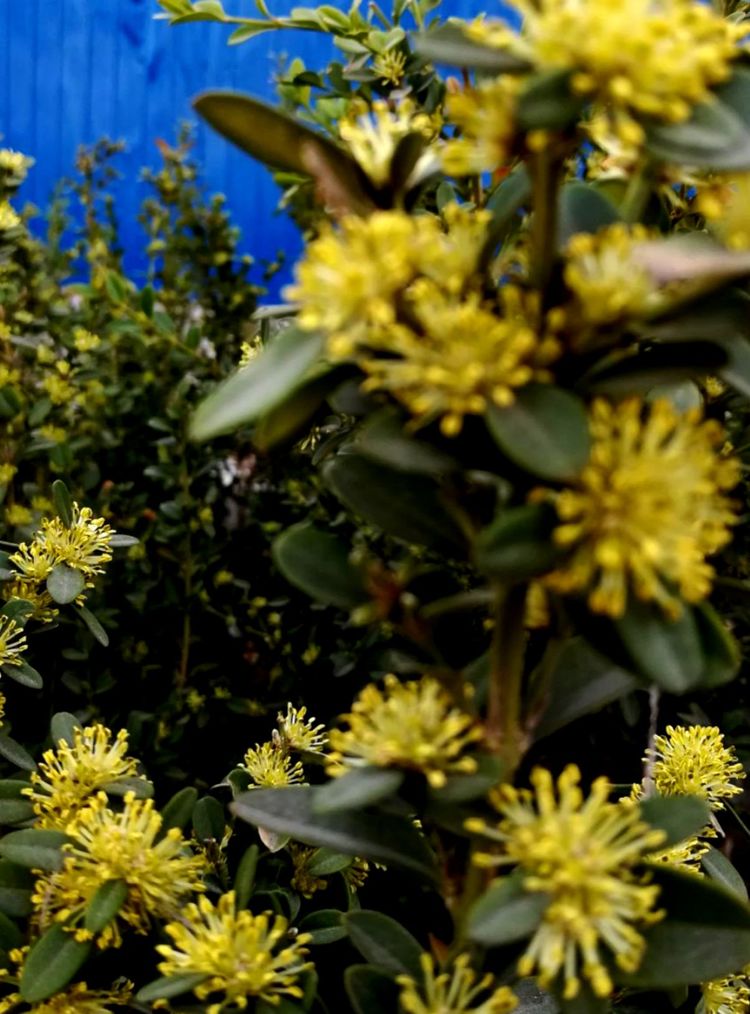 钢城春意浓  不负好时光