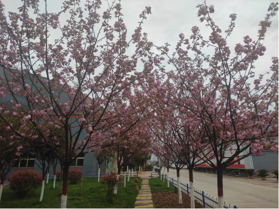 钢城春意浓  不负好时光