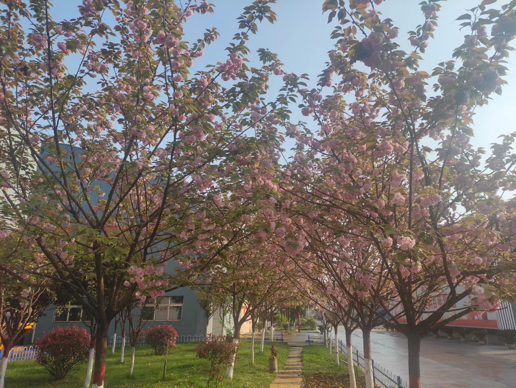 春天,在汉钢邂逅樱花 春天,在汉钢邂逅樱花