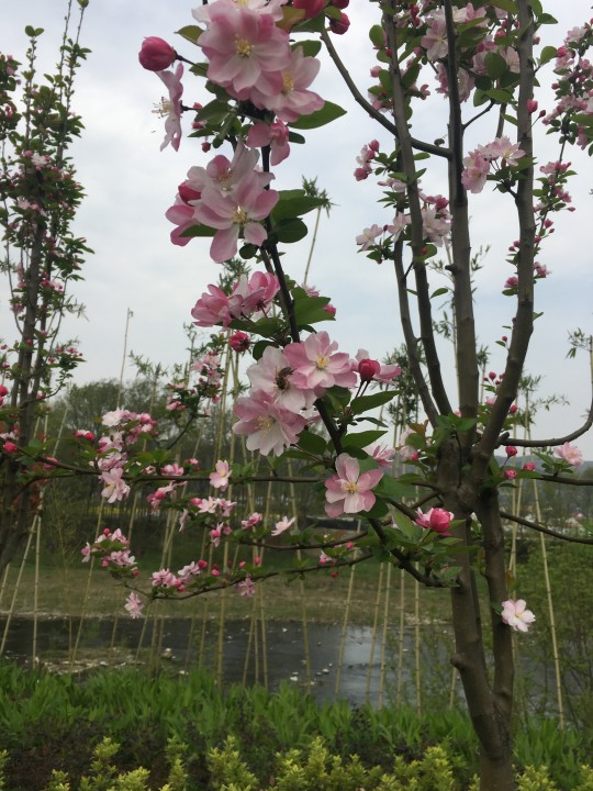 鲜花诉思情 鲜花诉思情