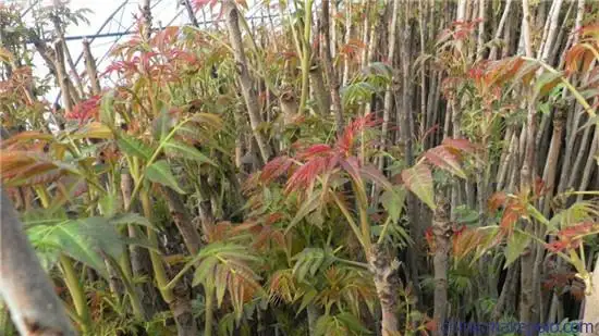 山高谷深采“椿”归