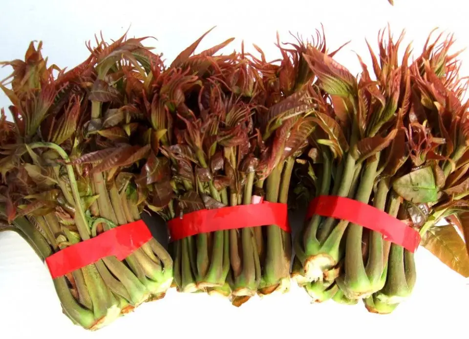 山高谷深采“椿”归