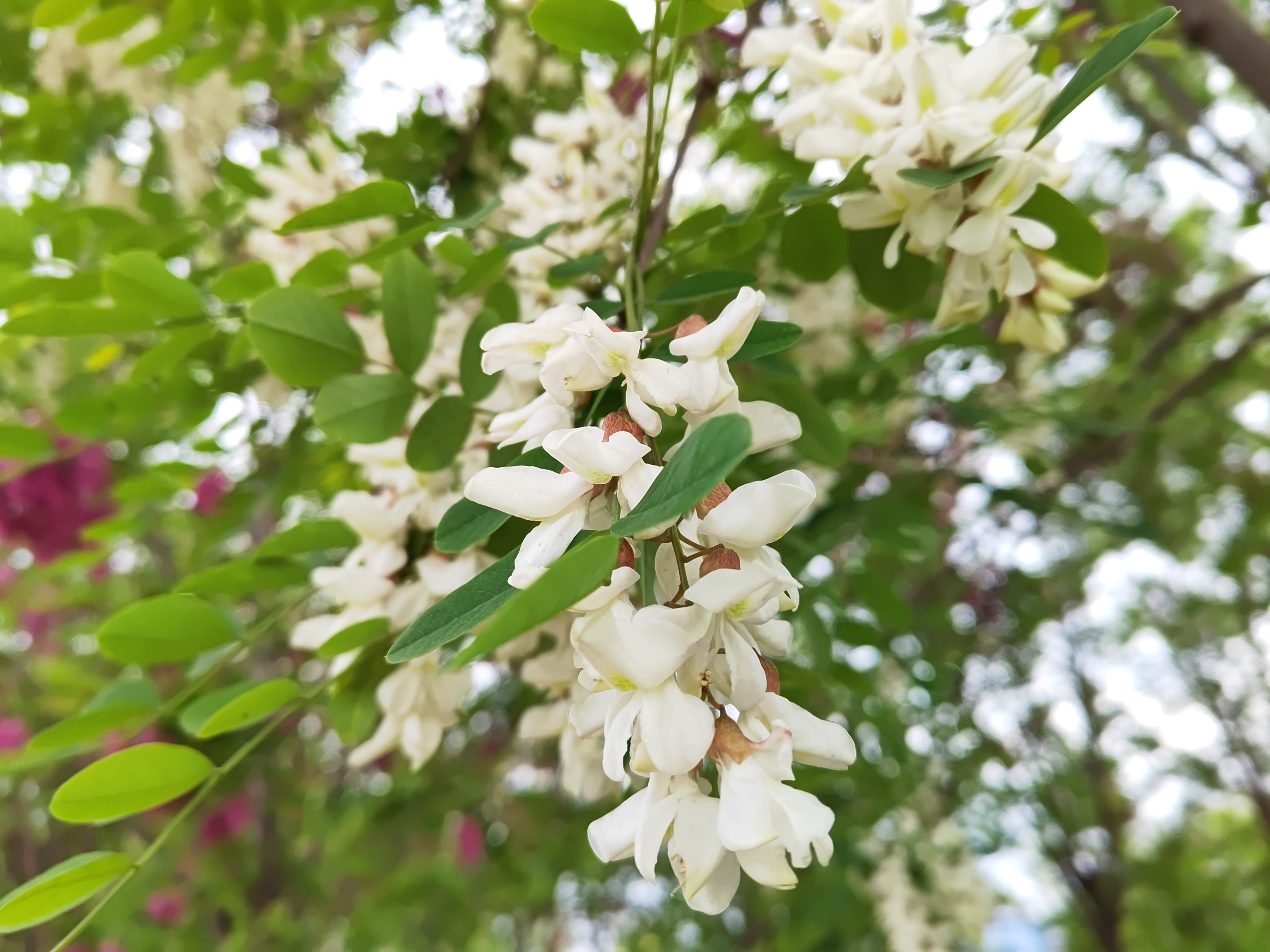 人间至味槐花香