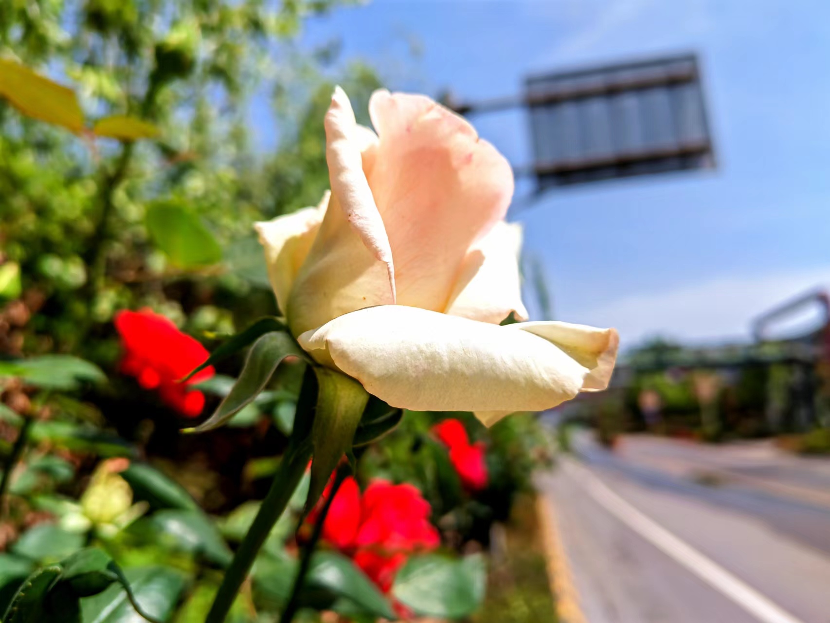 姹紫嫣红,领略钢城之美 姹紫嫣红,领略钢城之美