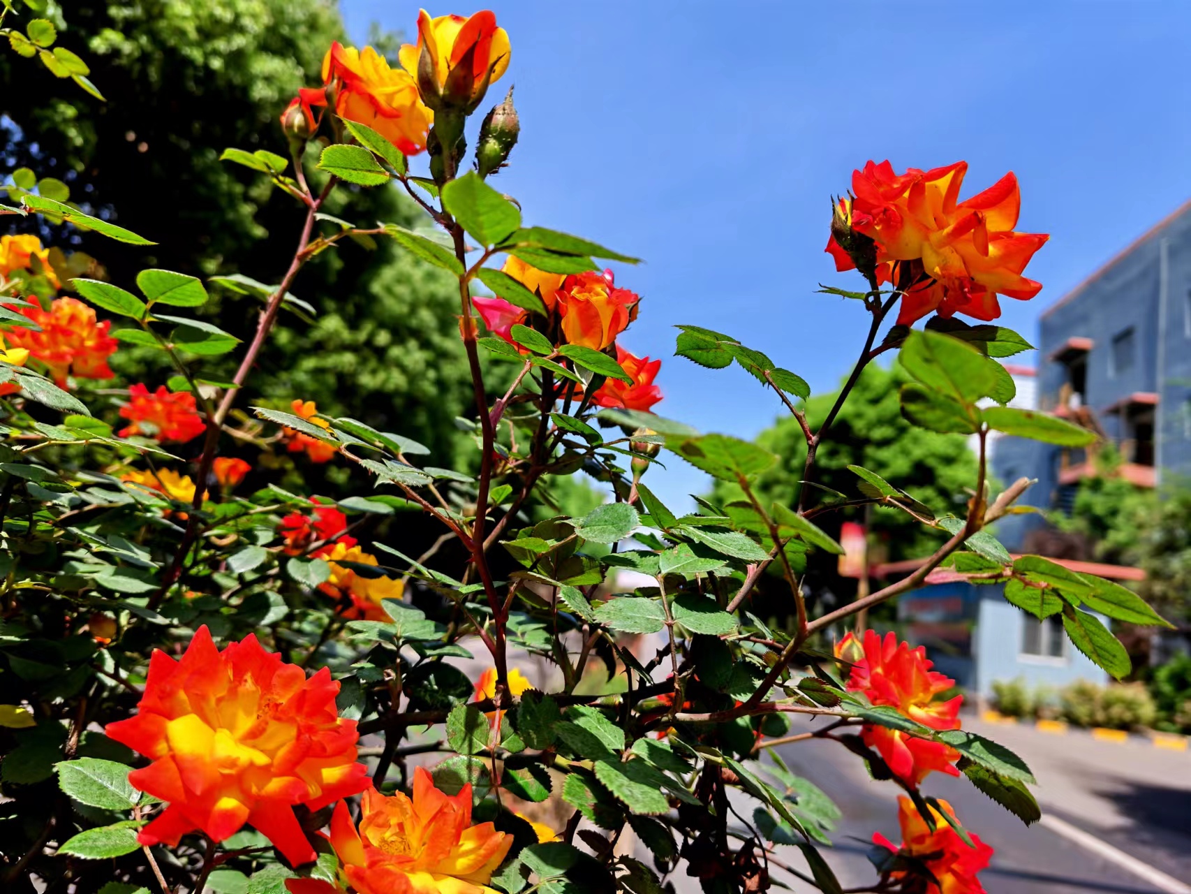 姹紫嫣红,领略钢城之美 姹紫嫣红,领略钢城之美