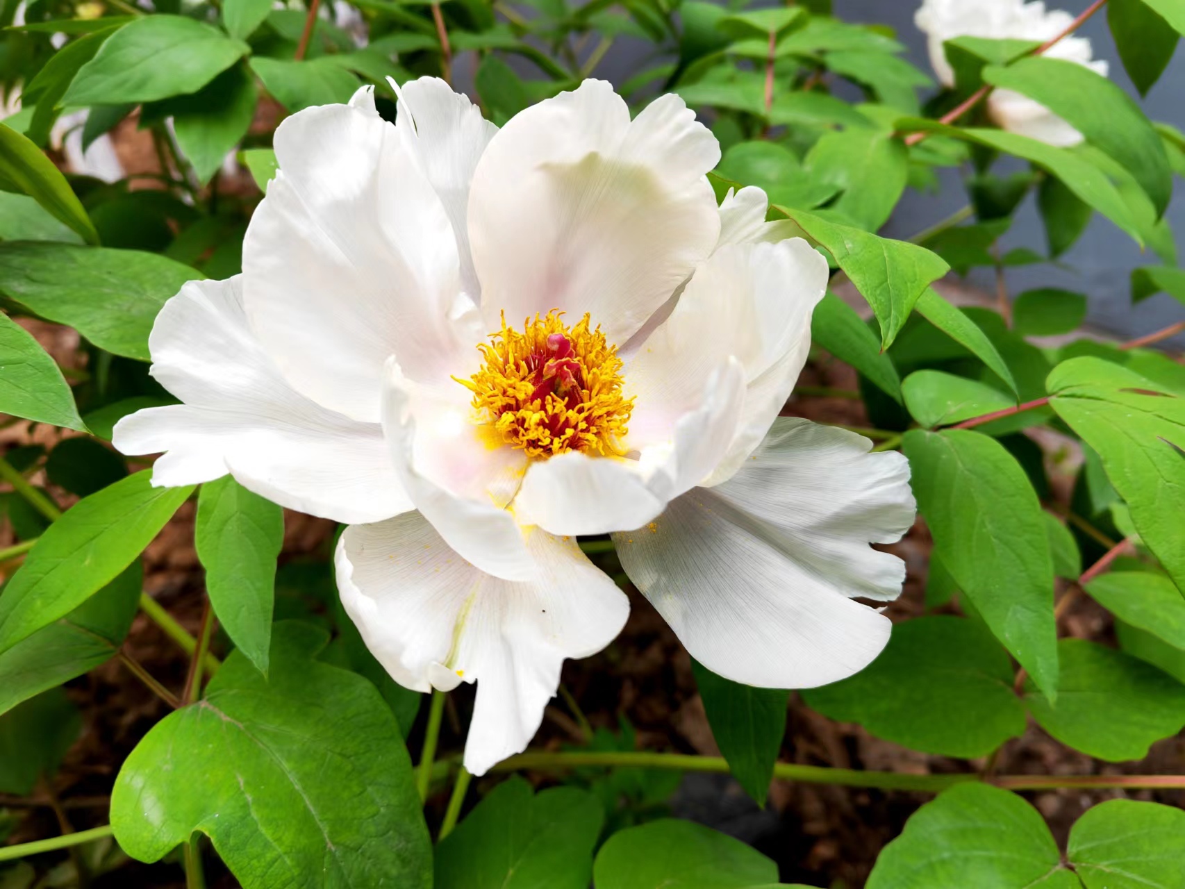 姹紫嫣红,领略钢城之美 姹紫嫣红,领略钢城之美