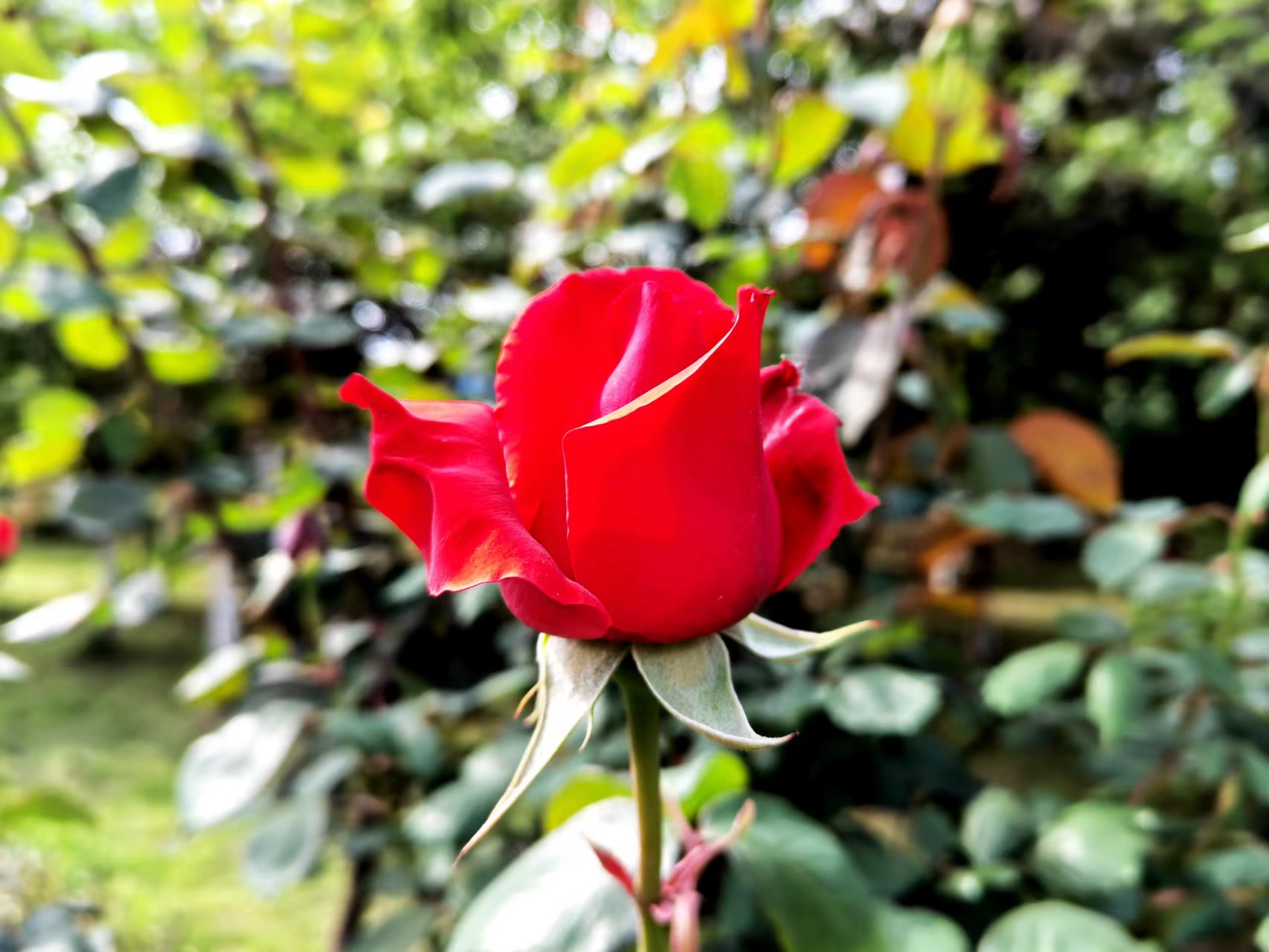 姹紫嫣红,领略钢城之美 姹紫嫣红,领略钢城之美