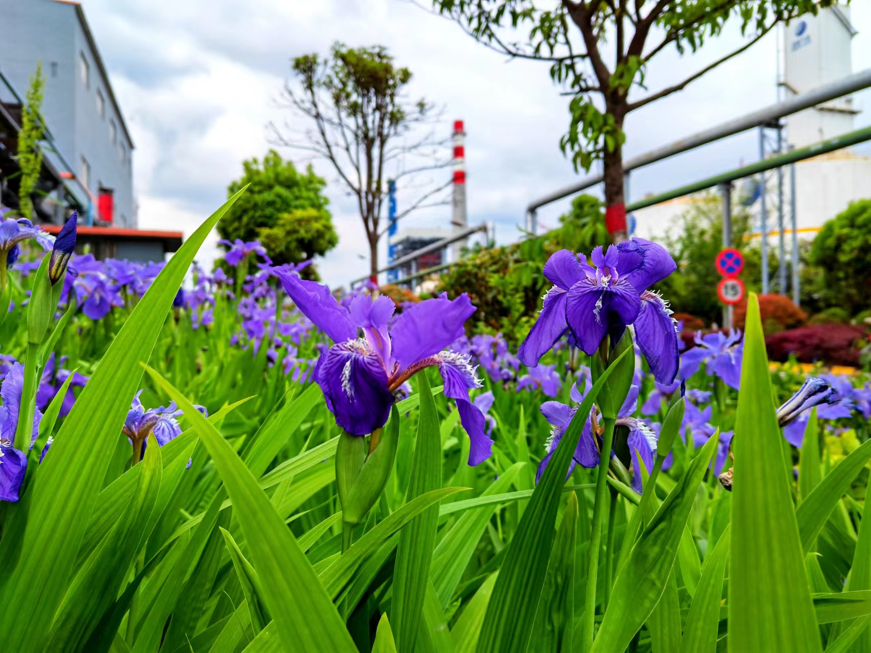 姹紫嫣红,领略钢城之美 姹紫嫣红,领略钢城之美