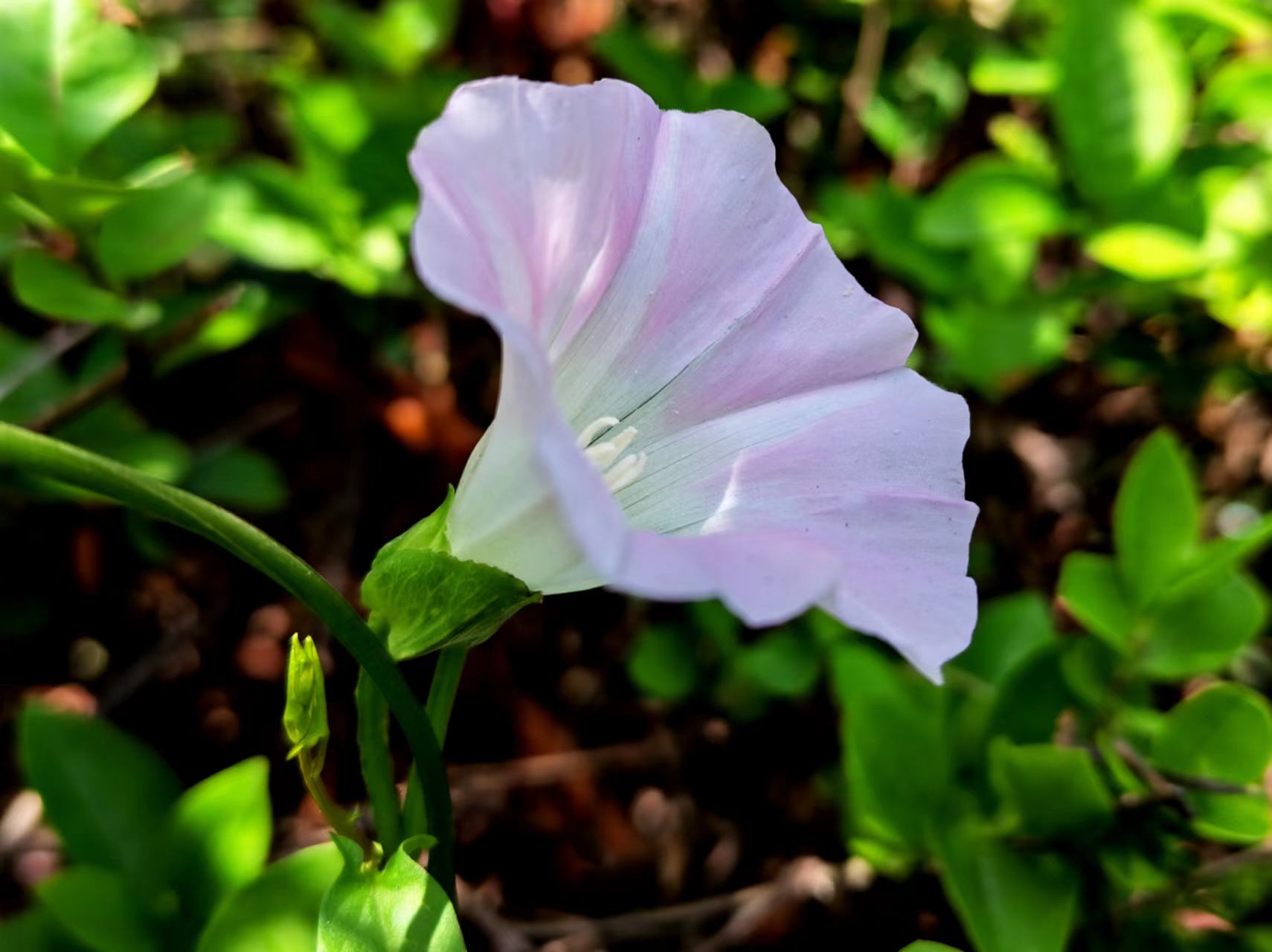 姹紫嫣红,领略钢城之美 姹紫嫣红,领略钢城之美