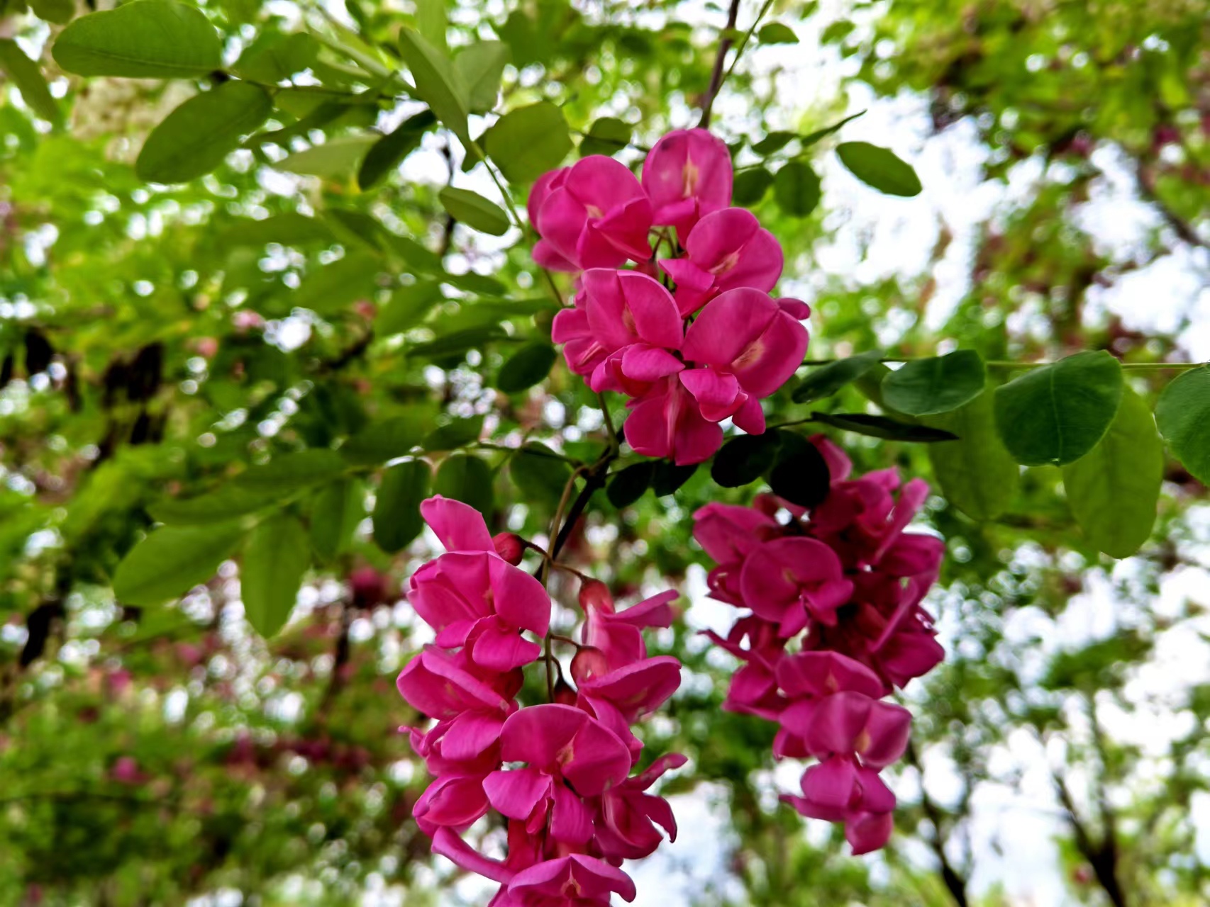 姹紫嫣红,领略钢城之美 姹紫嫣红,领略钢城之美