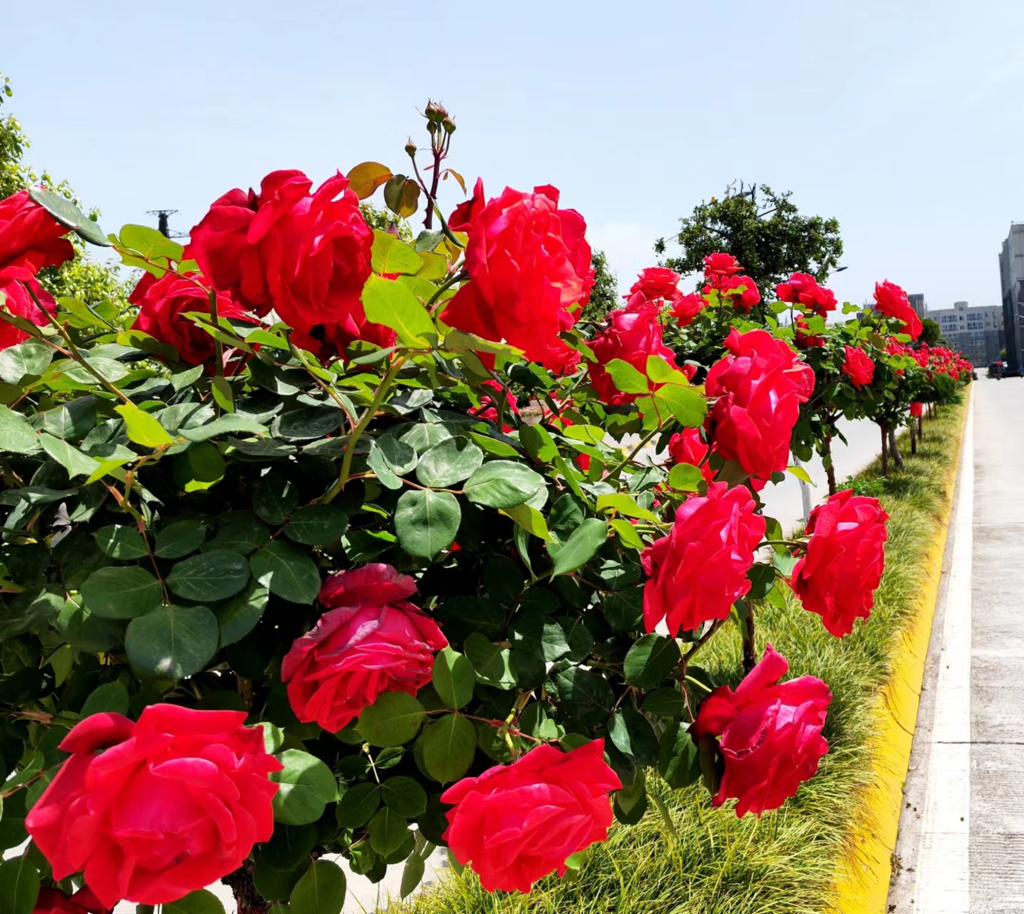 姹紫嫣红,领略钢城之美 姹紫嫣红,领略钢城之美