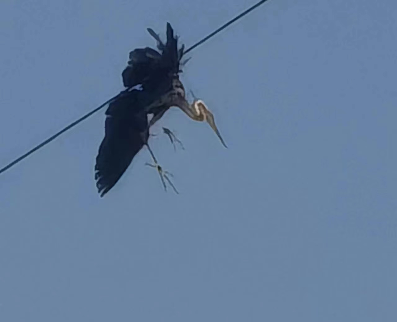 汉钢郭虎紧急联系救苍鹭  勉县动物保护站为他点赞！