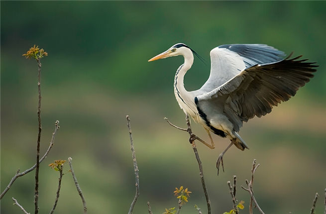 汉钢郭虎紧急联系救苍鹭  勉县动物保护站为他点赞！