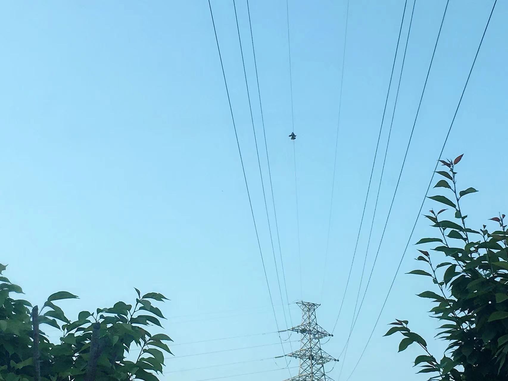 汉钢郭虎紧急联系救苍鹭  勉县动物保护站为他点赞！