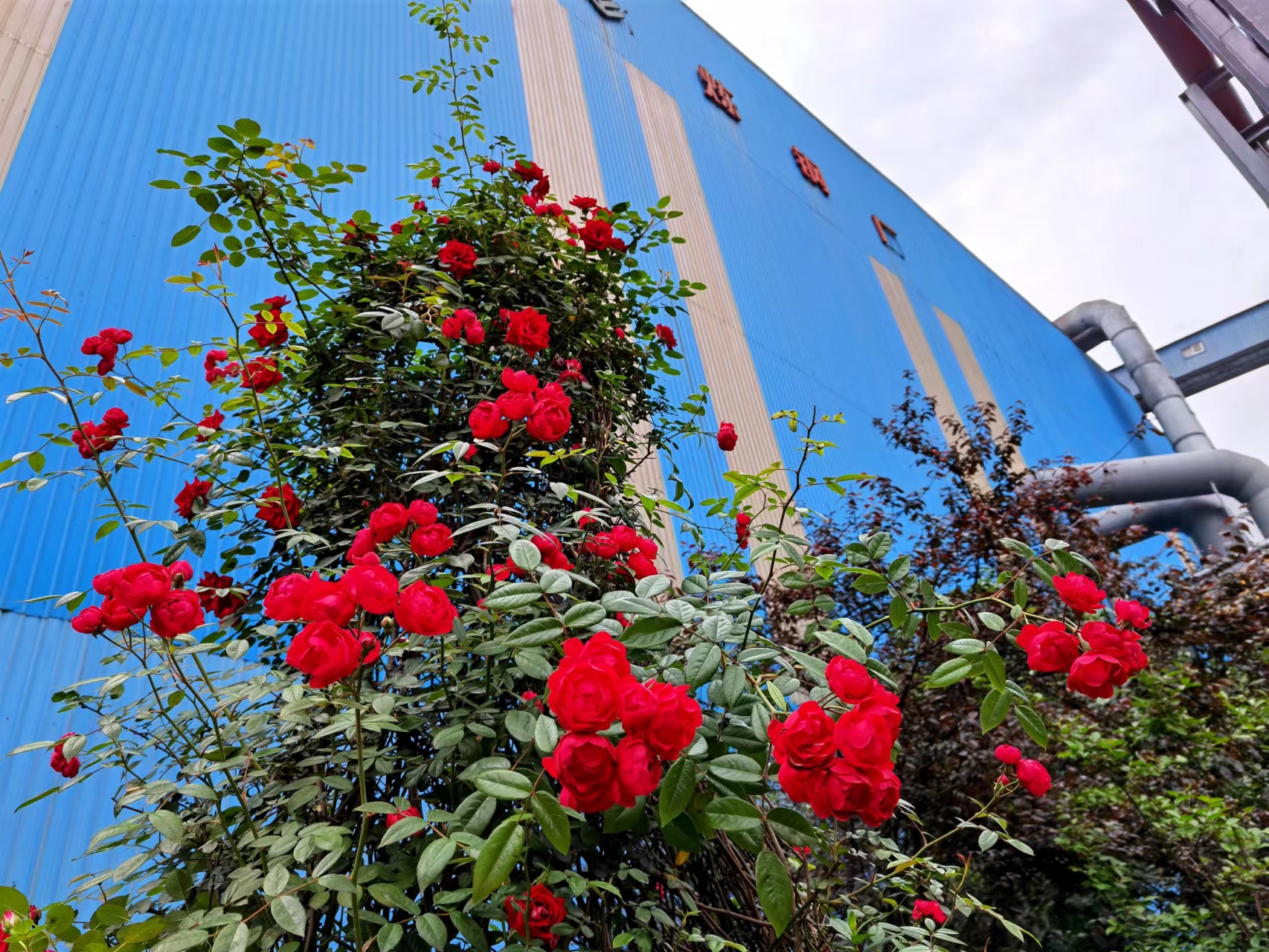 “碳”索未来,“绿”动钢城 “碳”索未来,“绿”动钢城