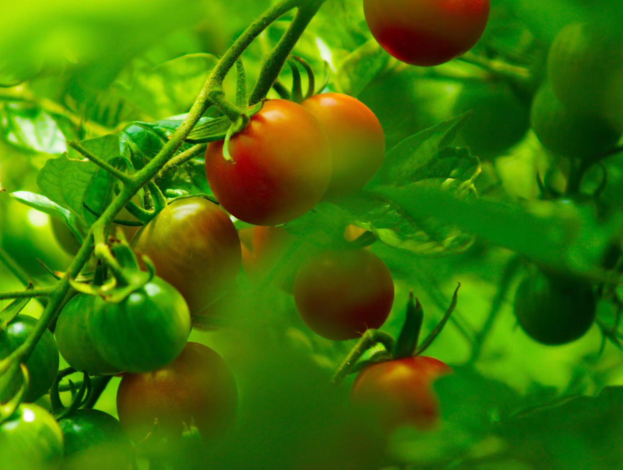 母亲的菜园 母亲的菜园