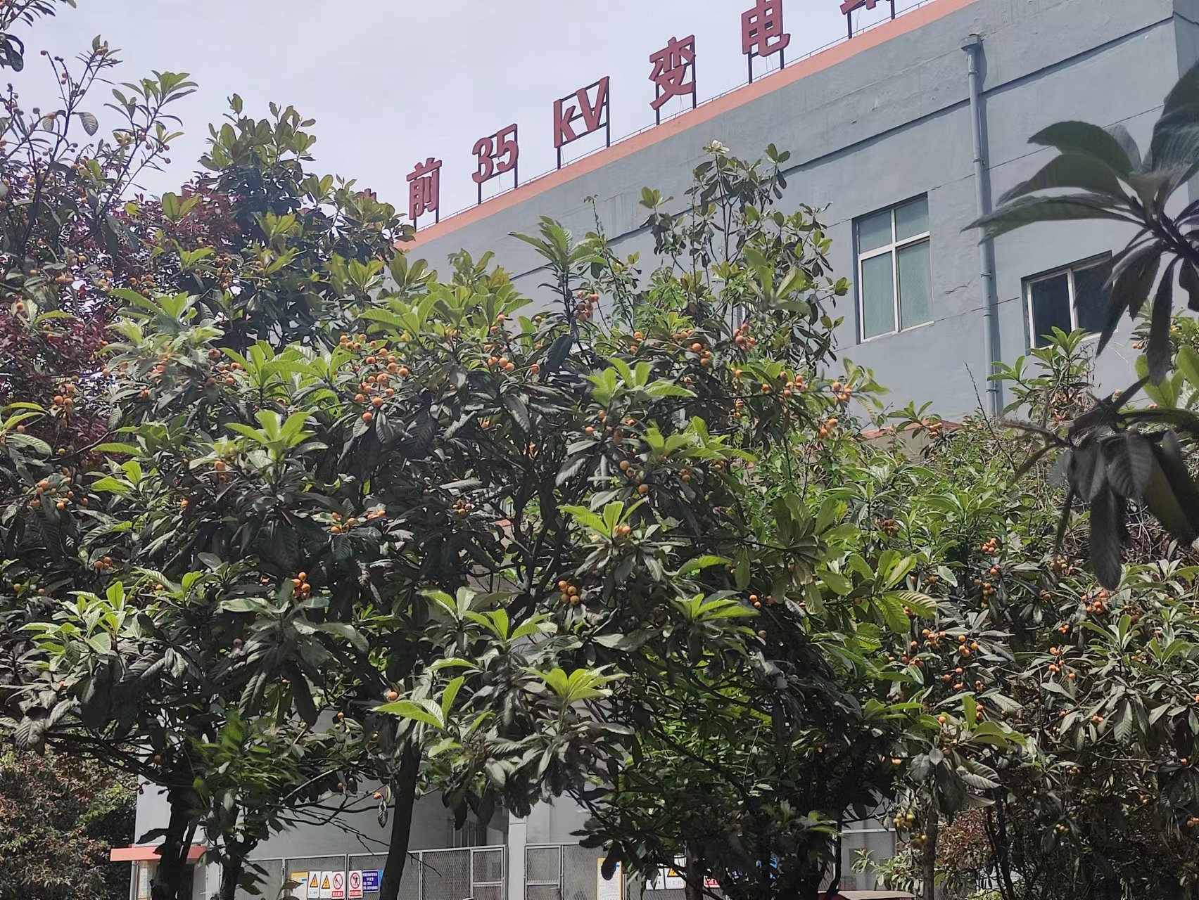 钢城五月枇杷香