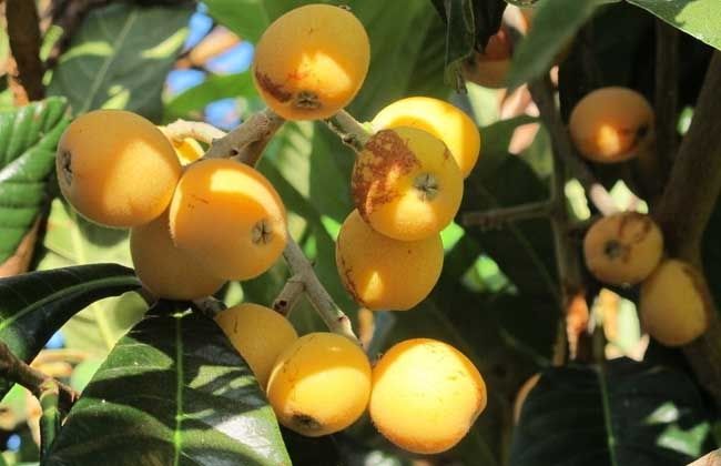 钢城五月枇杷香