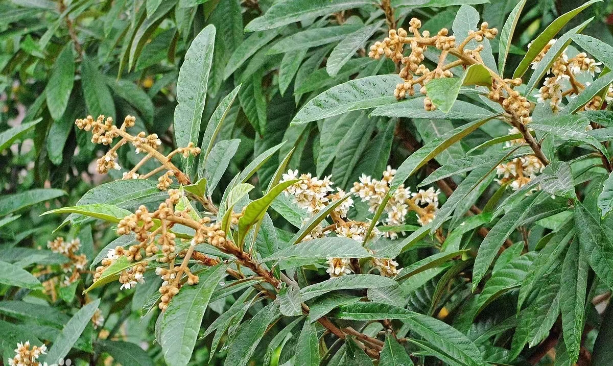 钢城五月枇杷香