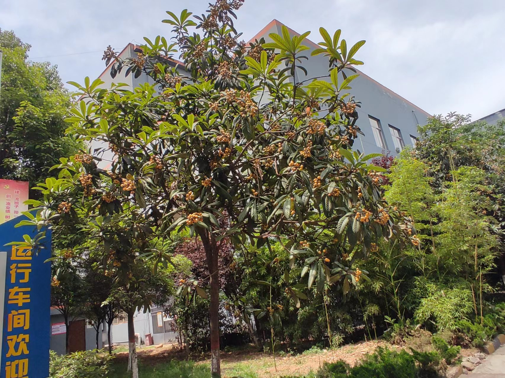 钢城五月枇杷香