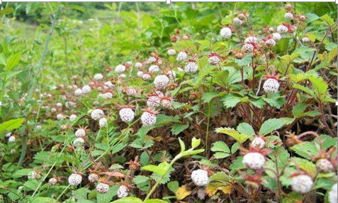 记忆中的野泡儿