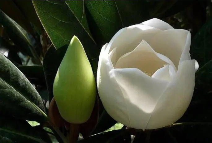 玉兰花开绽芳华