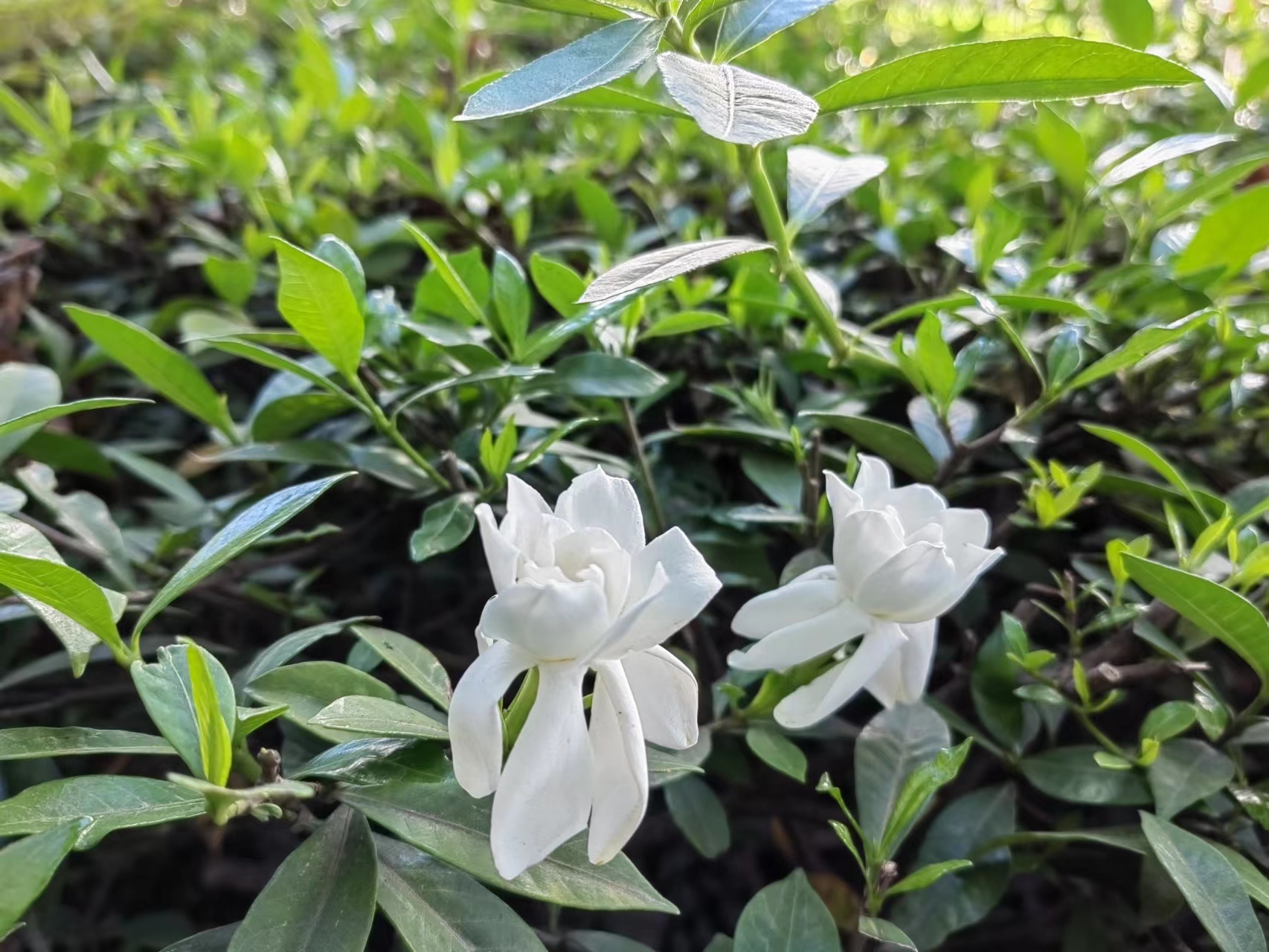 栀子花开，李子满园