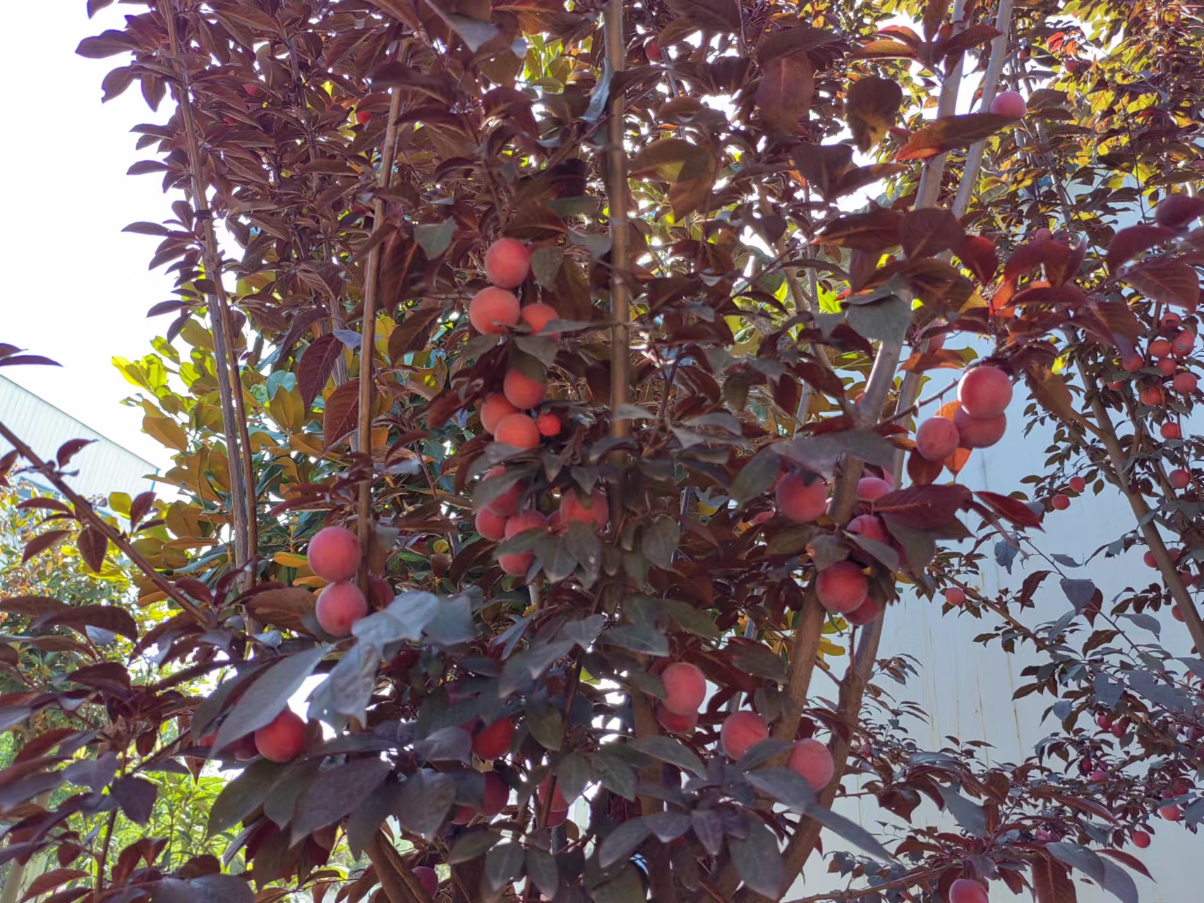 栀子花开，李子满园