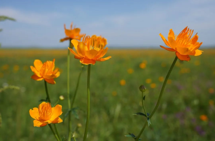 菡萏花开夏正盛 菡萏花开夏正盛