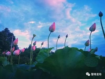 菡萏花开夏正盛 菡萏花开夏正盛