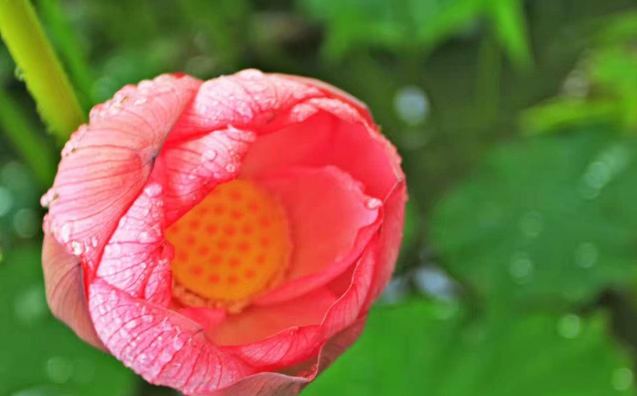 八月已至，流年成夏