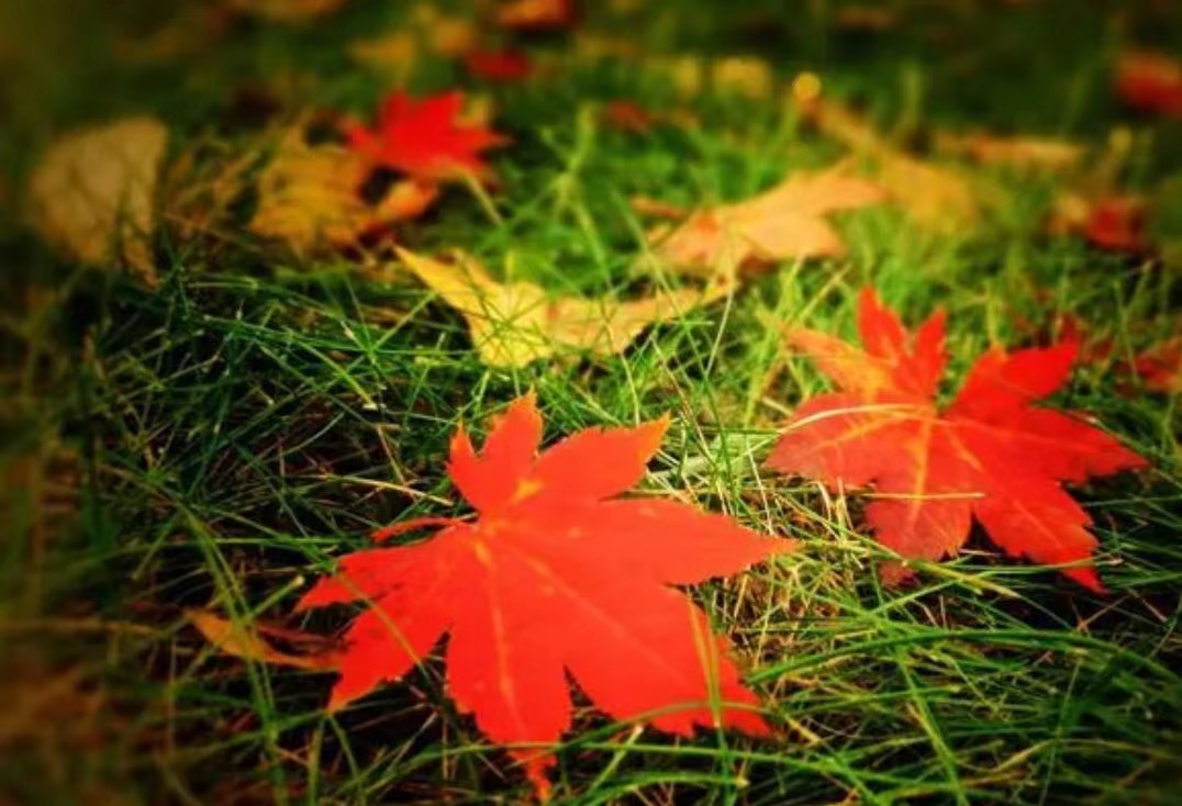 一叶落时天已秋