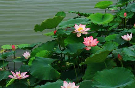 因”荷“而醉 因”荷“而醉