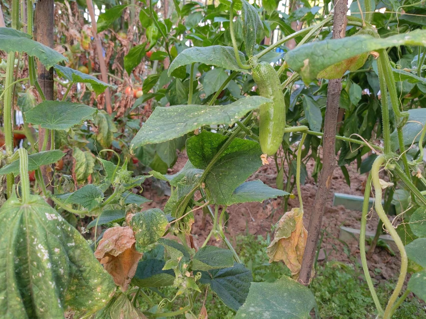 那些浇水灌地的日子