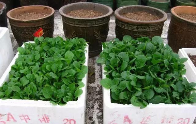 那些浇水灌地的日子