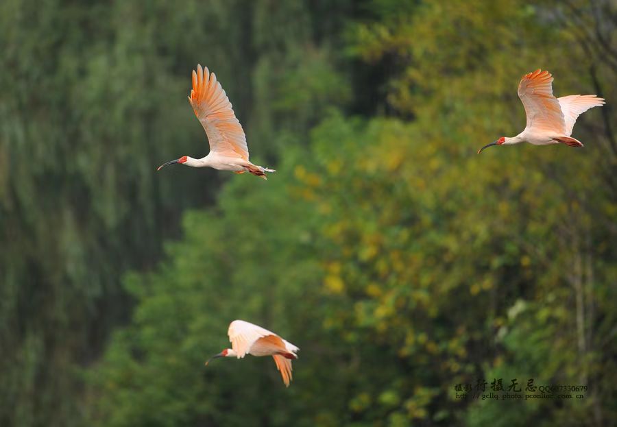 又见朱鹮来汉钢