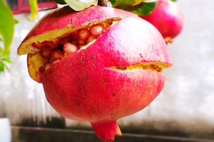 又是一年石榴红