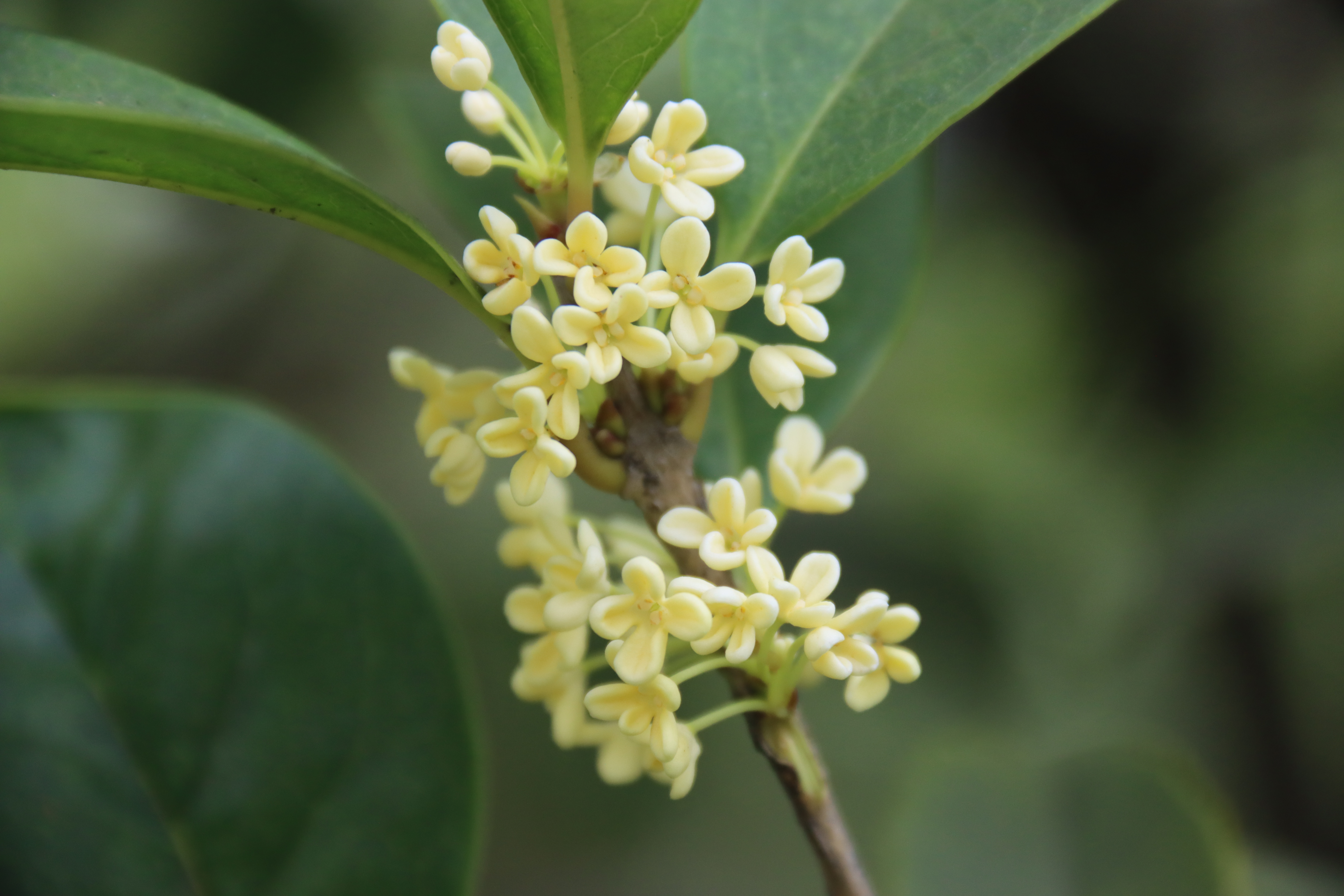 秋意浓，桂花香