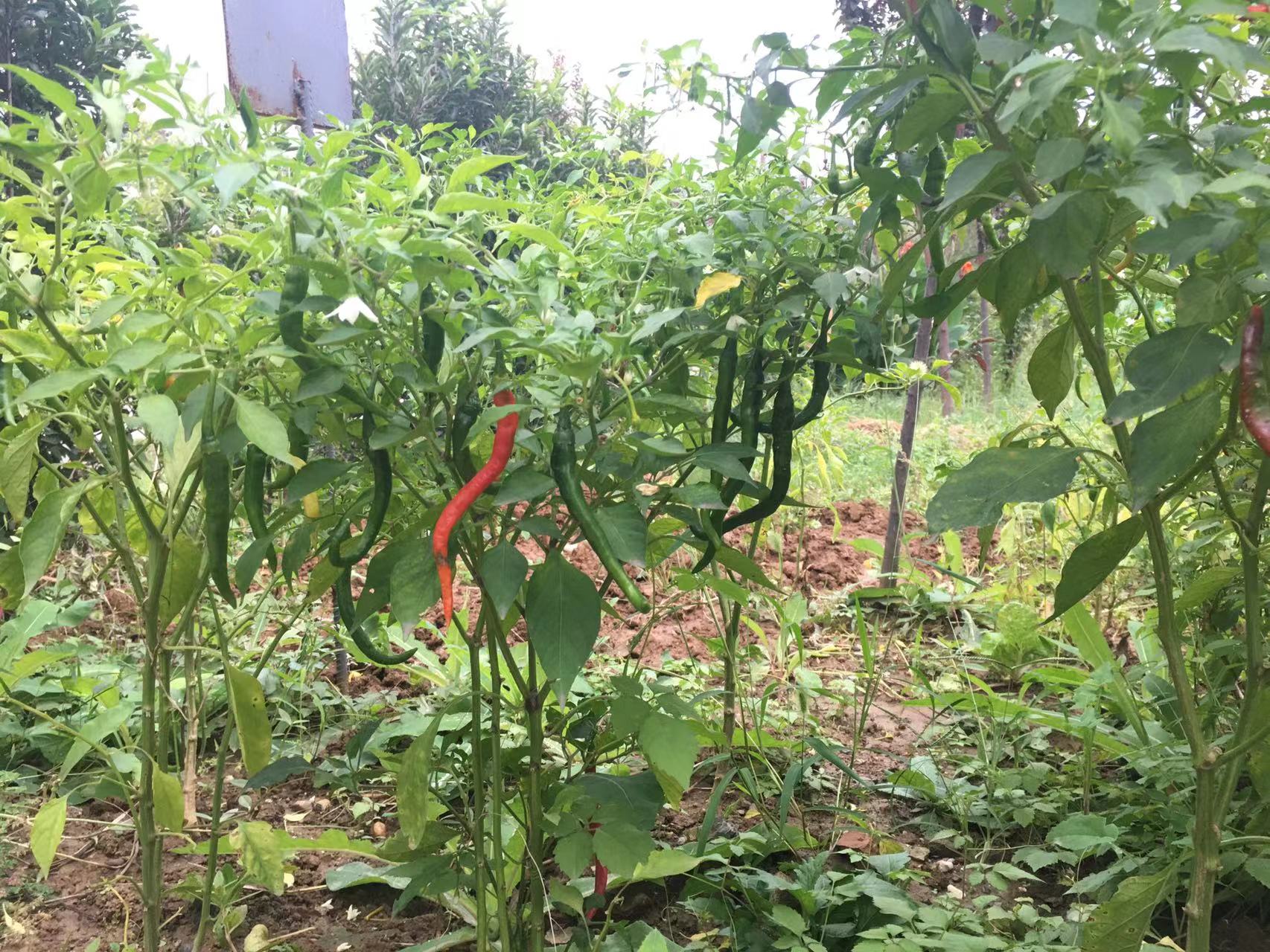 向美而行！看设备人如何守护家园